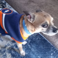 candidbronco