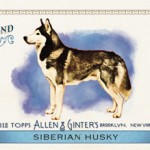 HUSKY