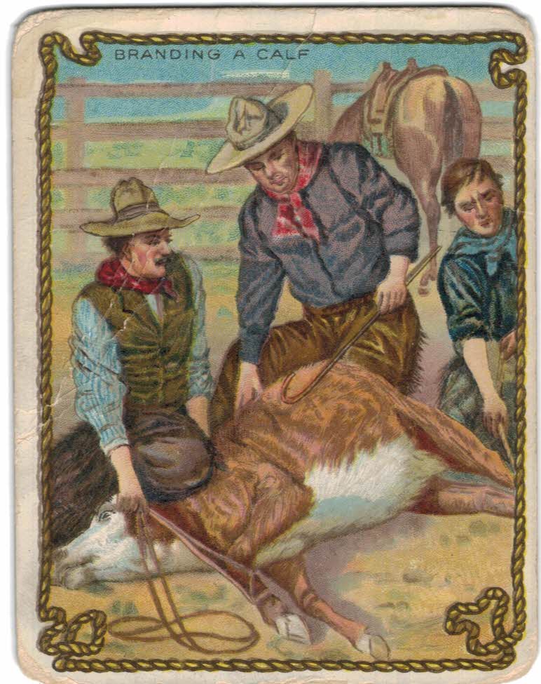 1909 Hassan Cowboy Series T53 #12 Branding a Calf