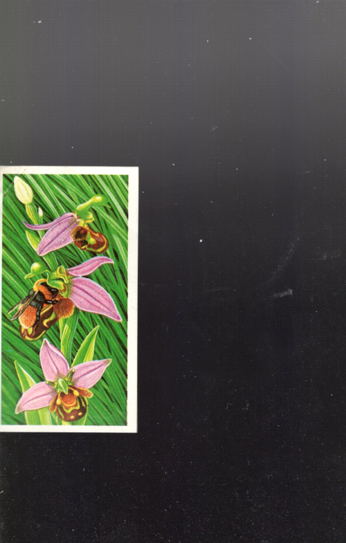 B5998- 1985 Brooke Bond Incredible Creatures 1-40 -You Pick- 15+ FREE US SHIP - Picture 8 of 13