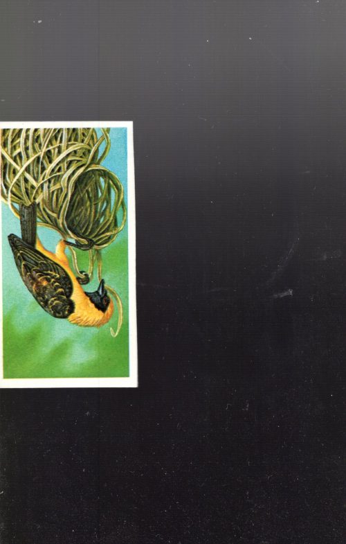 B5998- 1985 Brooke Bond Incredible Creatures 1-40 -You Pick- 15+ FREE US SHIP - Picture 12 of 13