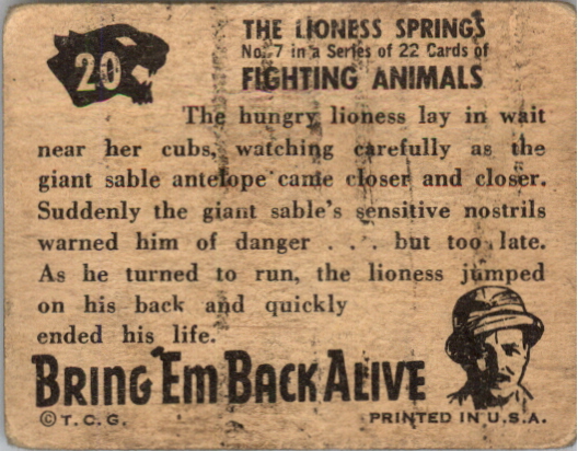 1950 Topps Bring 'Em Back Alive #20 The Lioness Springs back image