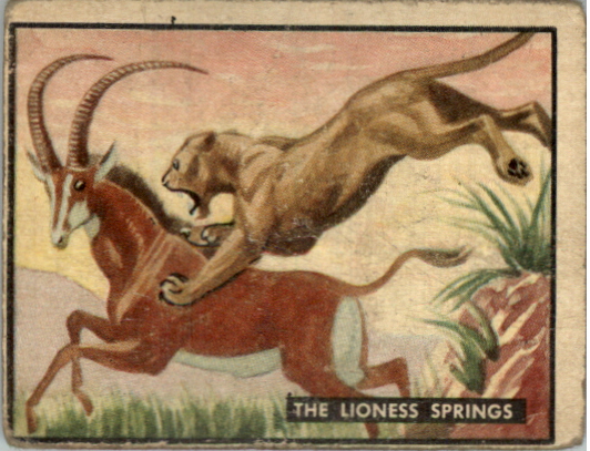 1950 Topps Bring 'Em Back Alive #20 The Lioness Springs