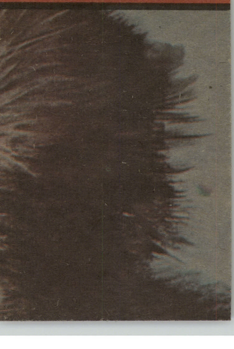 Picture 5 of 29