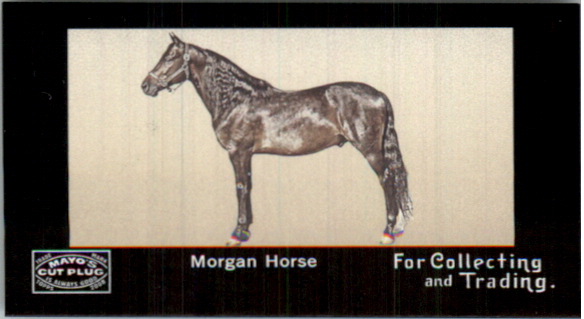 2008 Topps Mayo Horses #H9 Morgan Horse