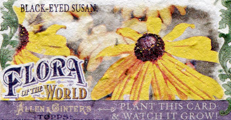 2011 Topps Allen and Ginter Mini Flora of the World #FOW1 Black-Eyed Susan