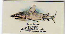 2008 Topps Allen and Ginter Mini World's Deadliest Sharks #WDS3 Bull Shark