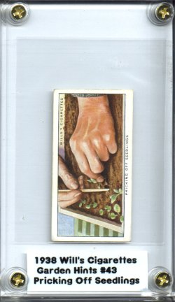 1938 Will's Cigarettes Garden Hints Pricking off Seedlings Excellent + English Cigarette Card NICE!!
