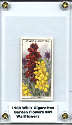 1938 Will's Cigarettes Garden Hints Wallflowers Excellent + English Cigarette Card NICE!
