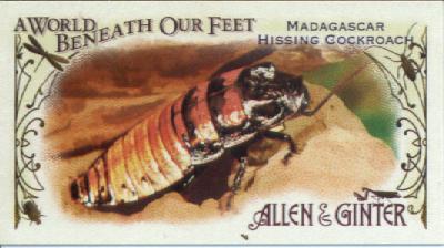 2015 Topps Allen and Ginter Mini A World Beneath Our Feet #BUG14 Madagascar Hissing Cockroach