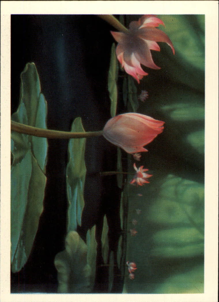 Tarjeta FernGully B6748- 1992 Dart Flipcards #s 1-100 -Tú eliges- 15+ ENVÍO GRATUITO A EE. UU. - Imagen 176 de 201