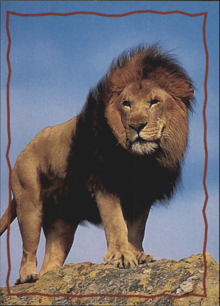 The Lion King (1994 Skybox) "Main Set" Cards #1 to #170 - Picture 312 of 339