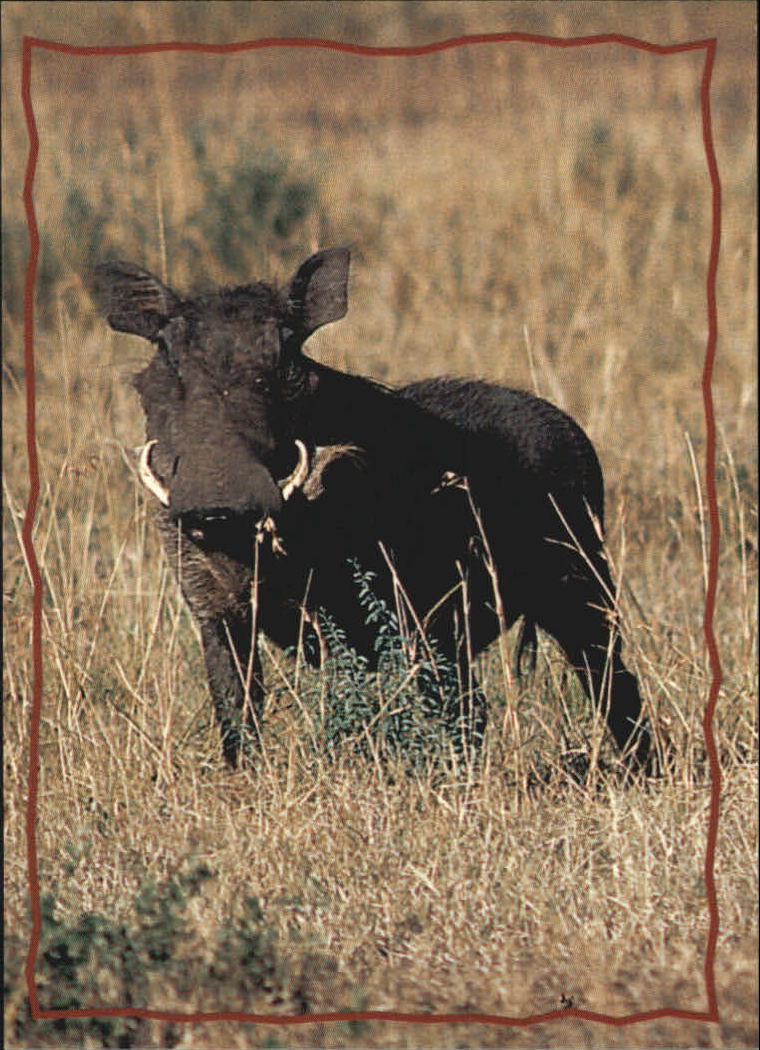 The Lion King (1994 Skybox) "Main Set" Cards #1 to #170 - Picture 316 of 339