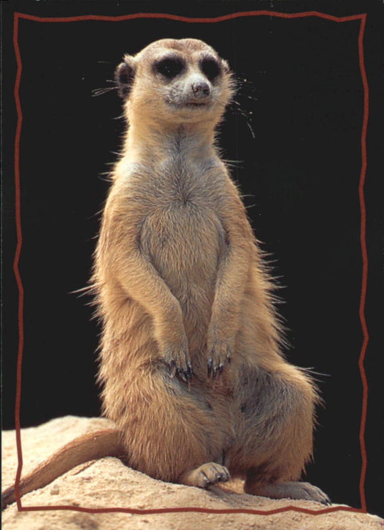 The Lion King (1994 Skybox) "Main Set" Cards #1 to #170 - Picture 318 of 339