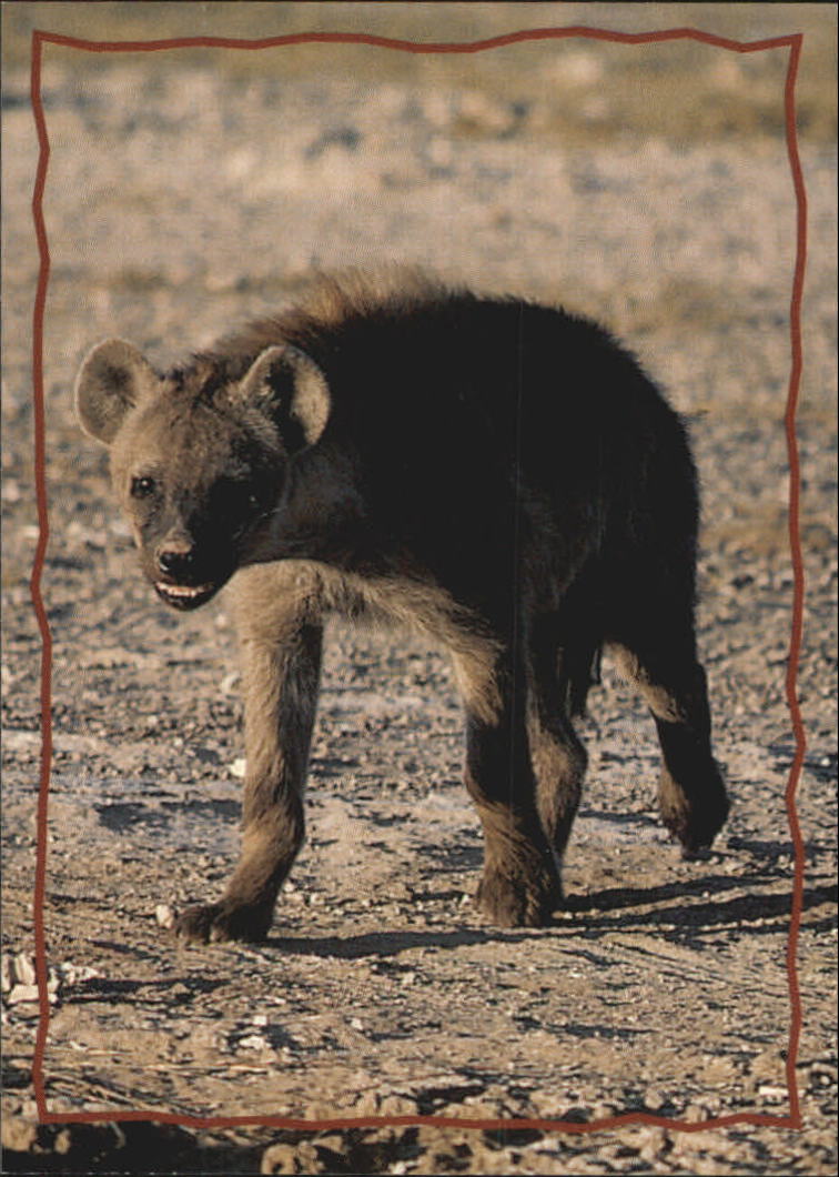 The Lion King (1994 Skybox) "Main Set" Cards #1 to #170 - Picture 322 of 339