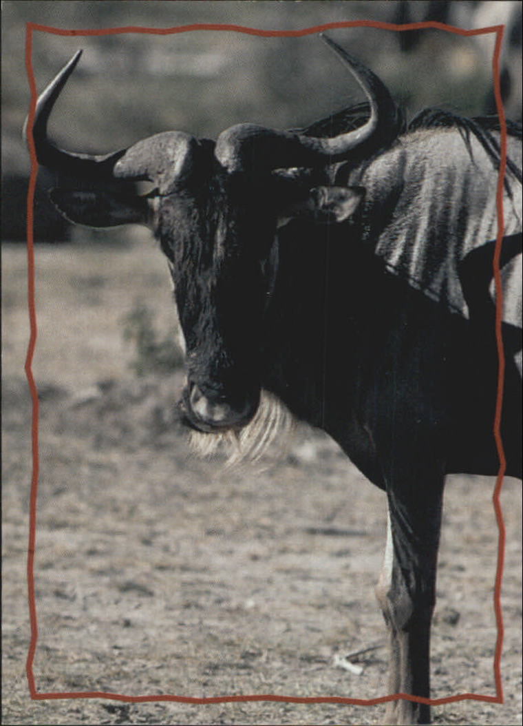 The Lion King (1994 Skybox) "Main Set" Cards #1 to #170 - Picture 324 of 339