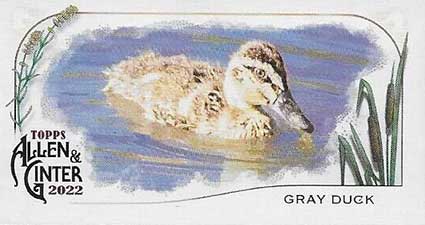 2022 Topps Allen & Ginter Baseball Ducks Gray Duck